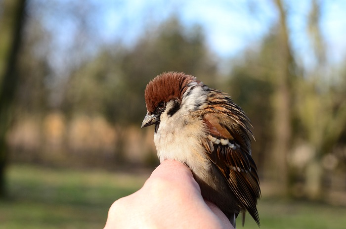 Mazurek Passer montanus